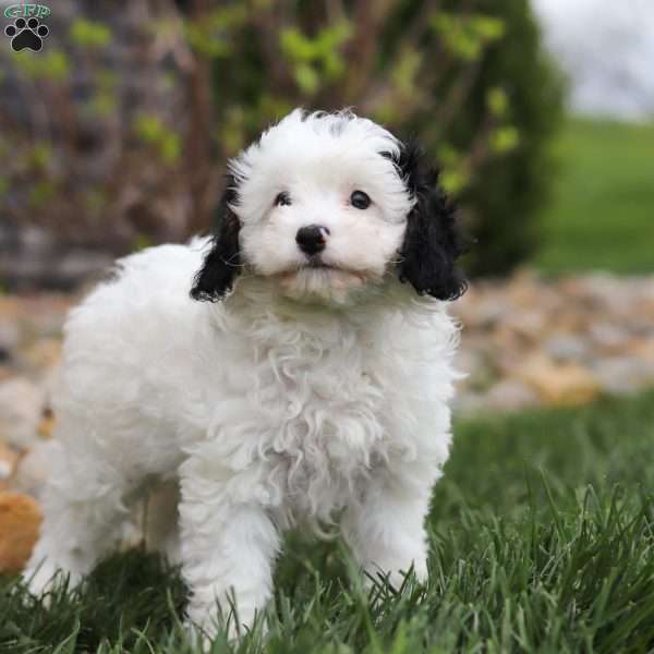 Mason, Cavapoo Puppy